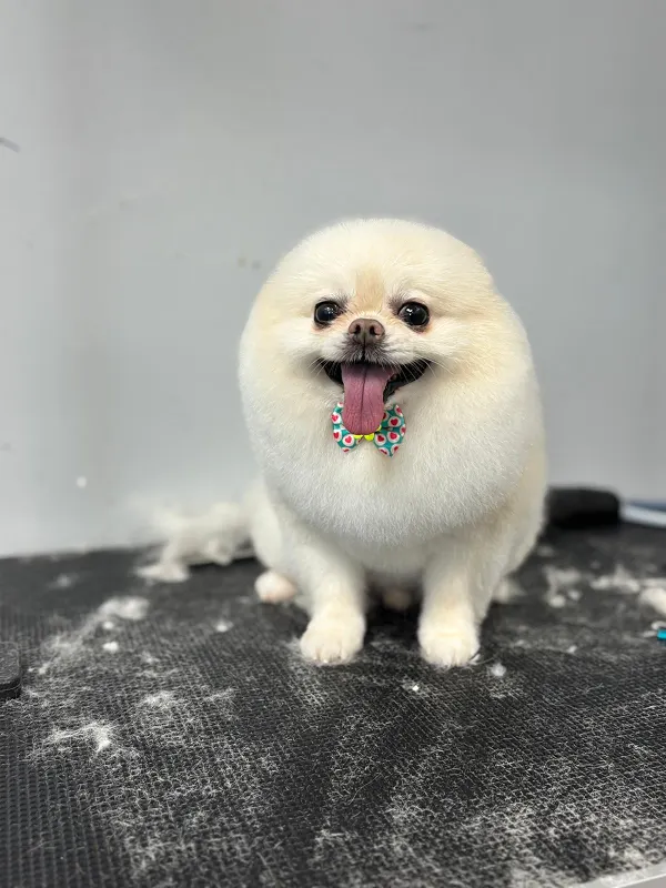 images-stylepetgrooming-600x800-0001