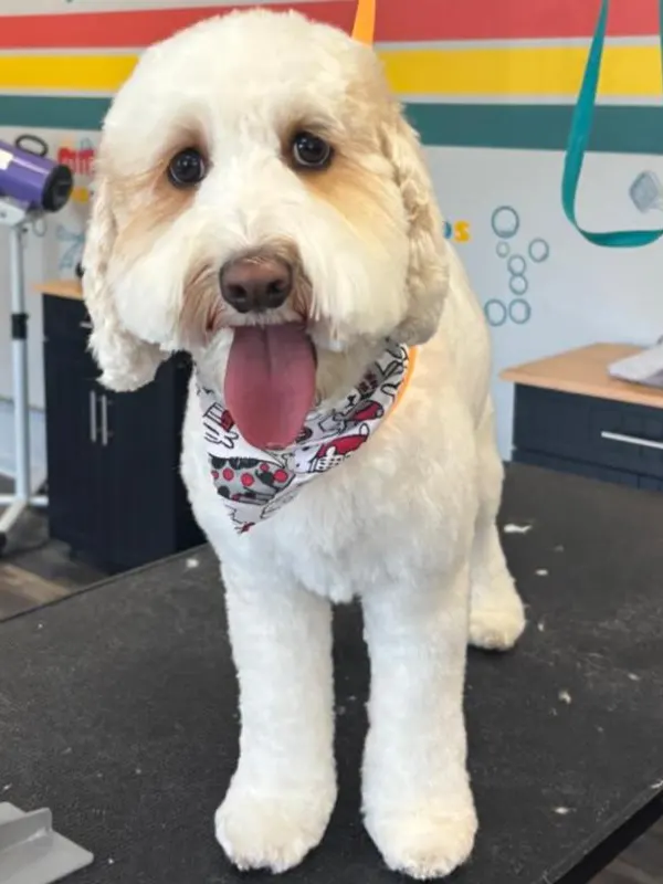 images-stylepetgrooming-600x800-0002