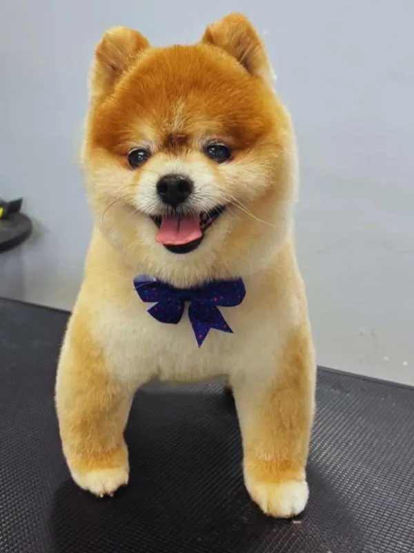 images-stylepetgrooming-600x800-0003