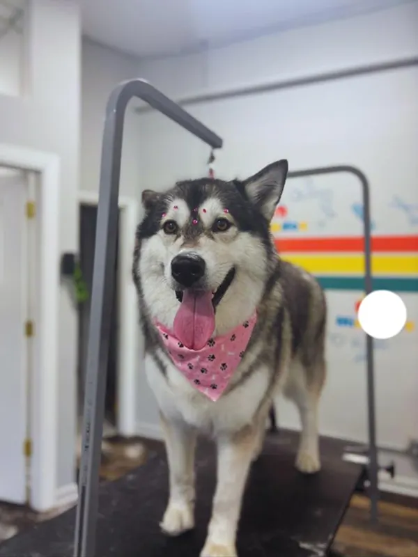 images-stylepetgrooming-600x800-0005