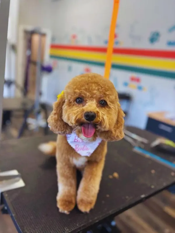 images-stylepetgrooming-600x800-0006