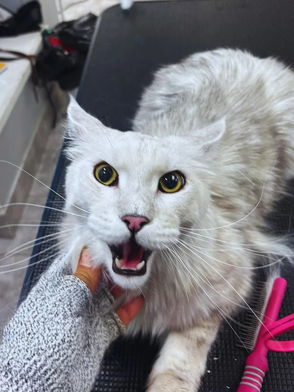 images-stylepetgrooming-600x800-0007