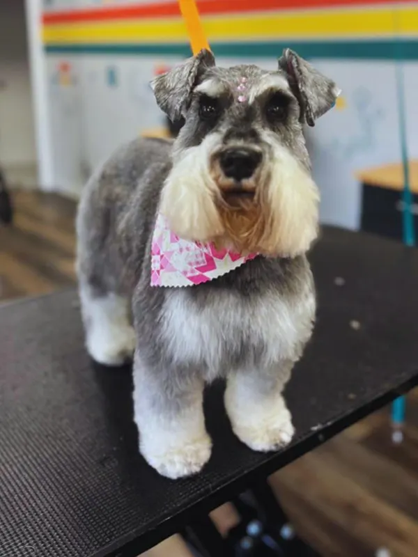 images-stylepetgrooming-600x800-0008