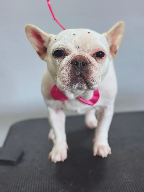 images-stylepetgrooming-600x800-0009