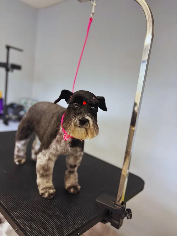 images-stylepetgrooming-600x800-0010