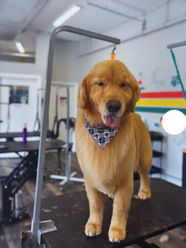 images-stylepetgrooming-600x800-0011