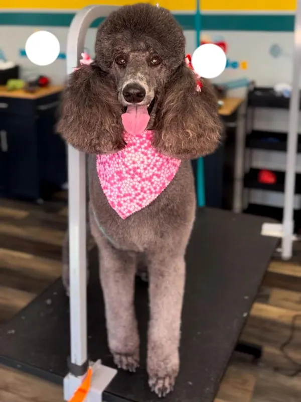 images-stylepetgrooming-600x800-0012